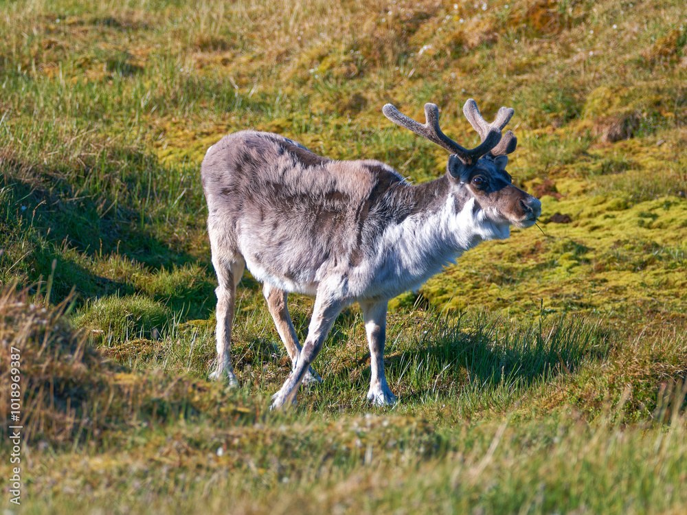 Svalbard Reindeer, Trygghamna, Spitsbergen, Svalbard Svalbard Reindeer, Trygghamna, Spitsbergen, Svalbard