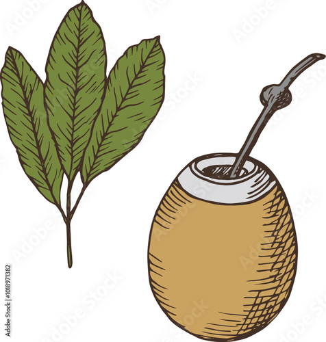 Vector engraved illustration with Yerba Mate and Pumpkin Calabash on isolated background. Hand drawn of mate branch with tea leaves. Vessel with hot drink. For logo, label, card. Food, medical plant