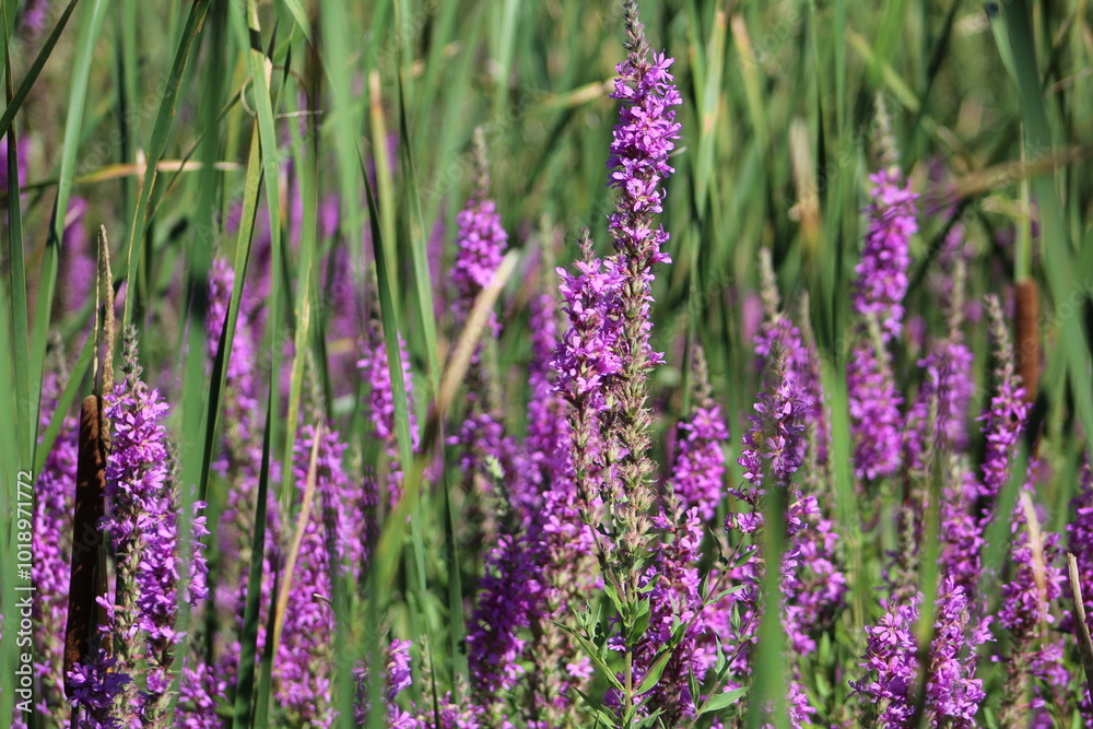 Fototapeta premium Purple Plant