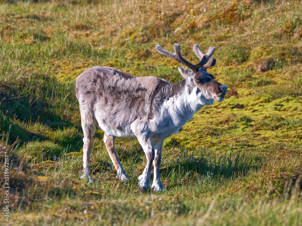 Svalbard Reindeer, Trygghamna, Spitsbergen, Svalbard Svalbard Reindeer, Trygghamna, Spitsbergen, Svalbard