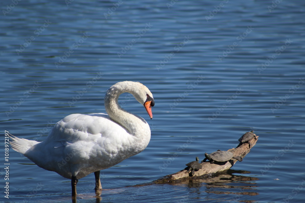 Naklejka premium Swan Lake