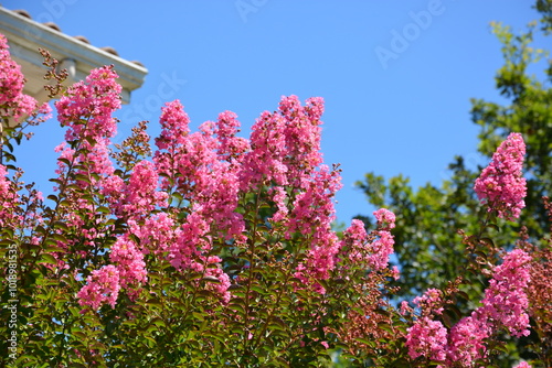 Photos lilas des indes en été avec branches remplies de grappes de fleurs roses et feui