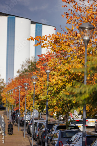 Trees Turning to Autumn photo