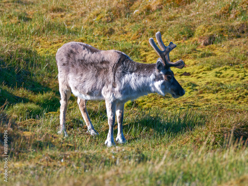 Svalbard Reindeer, Trygghamna, Spitsbergen, Svalbard