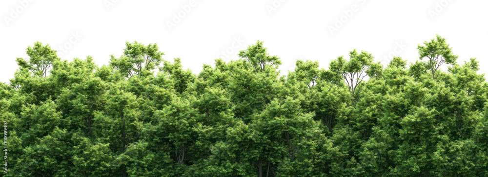 PNG Real maple forest outdoors scenery nature. PNG Real maple forest outdoors scenery nature.