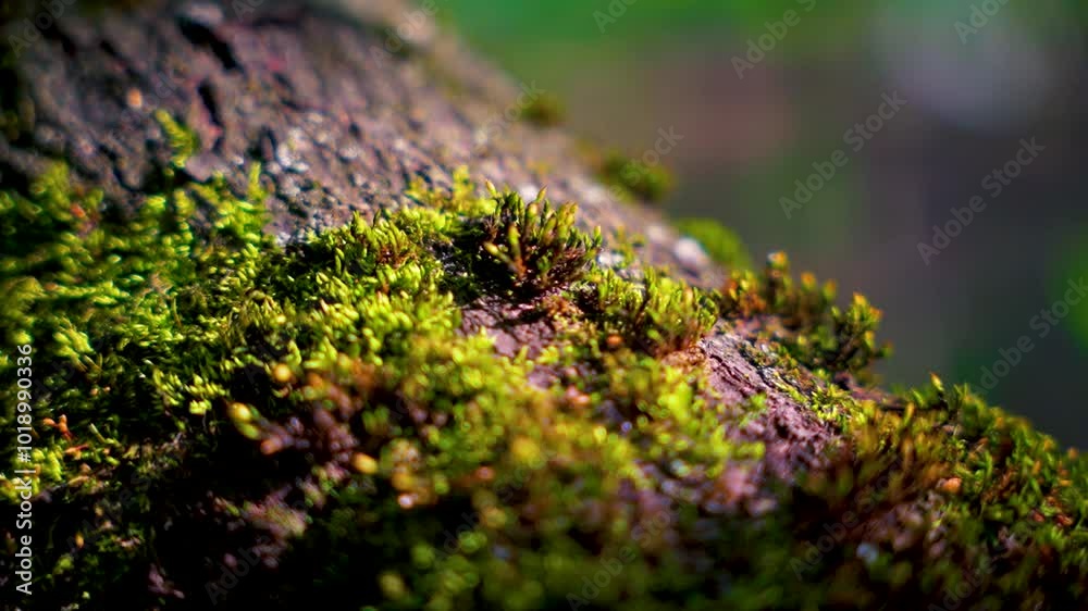 Close-up of moss and ants on tree bark in forest Close-up of moss and ants on tree bark in forest
