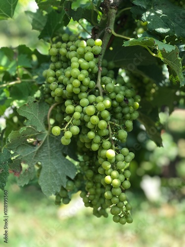 white grape of prosecco
