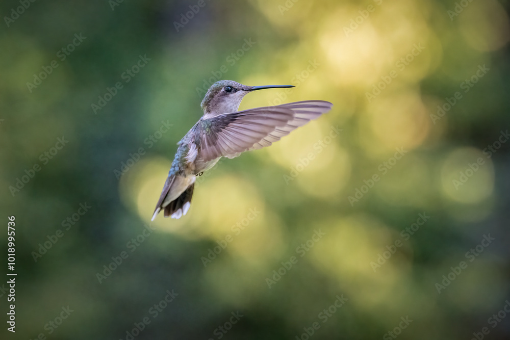 Fototapeta premium Ruby-throated Hummingbird flying with wings frozen