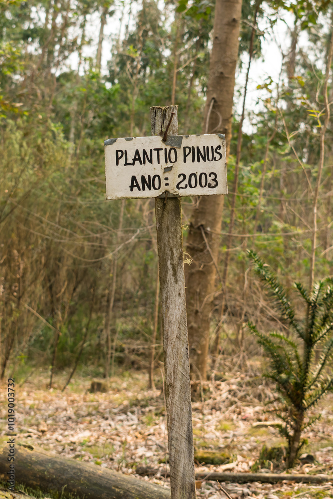 Sao Francisco de Paula, Brazil - August 30th 2024: Sign at a Pinus plantation started in 2003 Sao Francisco de Paula, Brazil - August 30th 2024: Sign at a Pinus plantation started in 2003