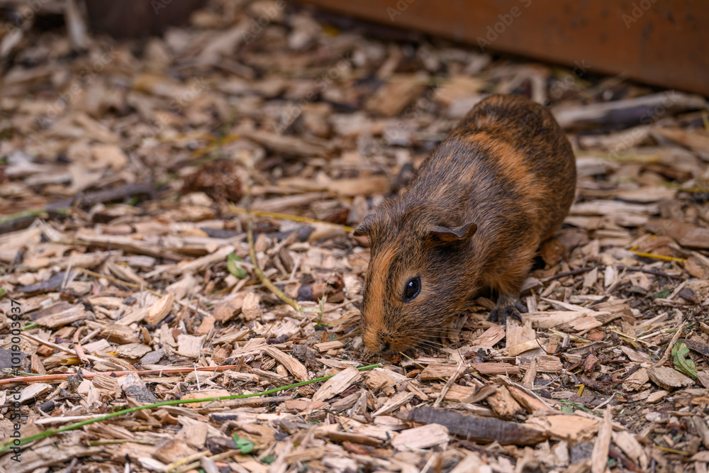 Guinea pigs in a paddock outside.
Guinea pigs in a paddock outside.