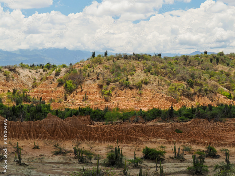 Naklejka premium View of Totocoa's dry tropical forest, typical to some deserts. 