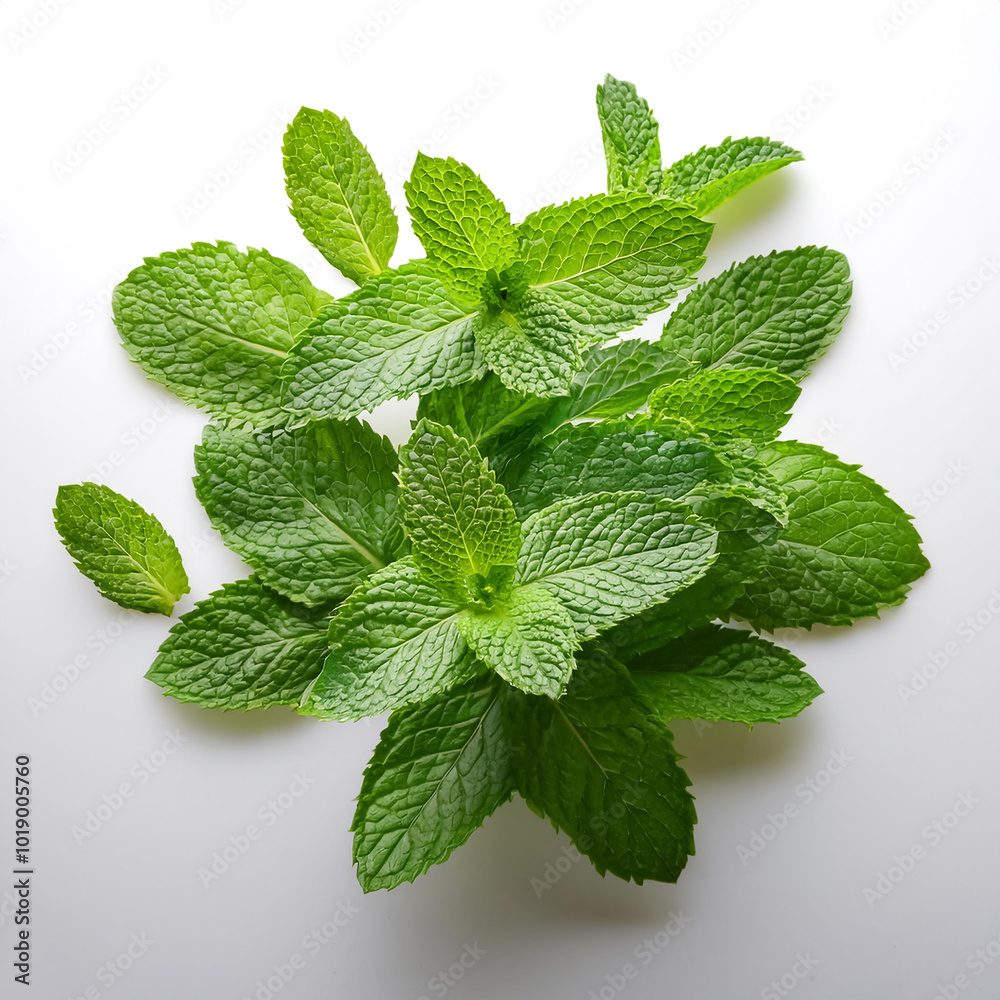 fresh mint leaves, isolated on a clean white background fresh mint leaves, isolated on a clean white background