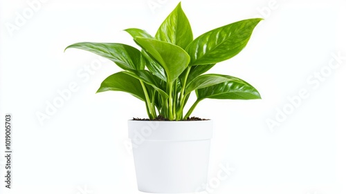 Lush green potted plant in a white container thriving indoors in natural light