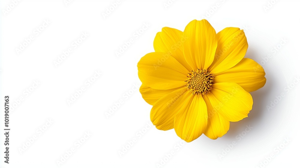 Bright yellow flower with delicate petals against a white background highlighting its natural beauty Bright yellow flower with delicate petals against a white background highlighting its natural beauty