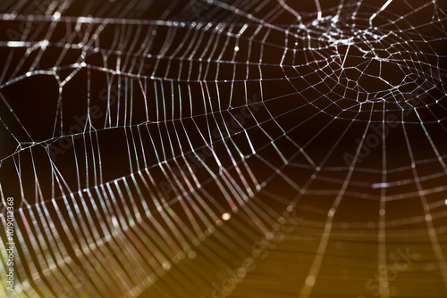 Detailed Spider Web Close-Up photo