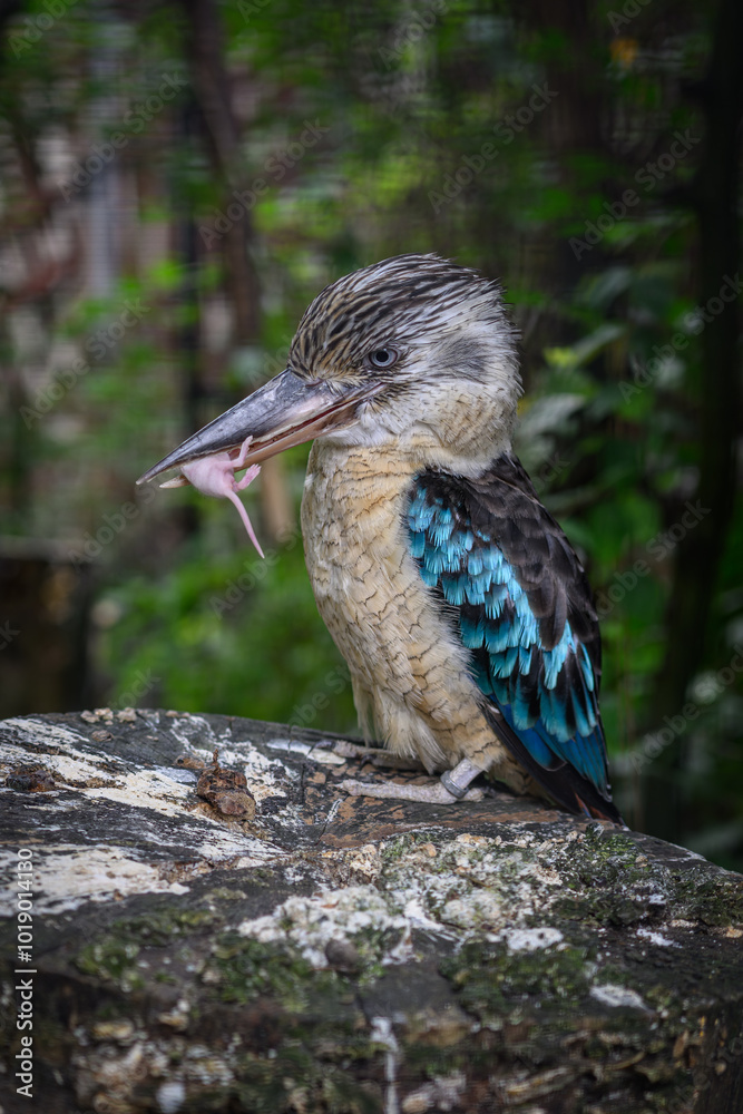 Fototapeta premium A kingfisher holding a young mouse in its beak. 