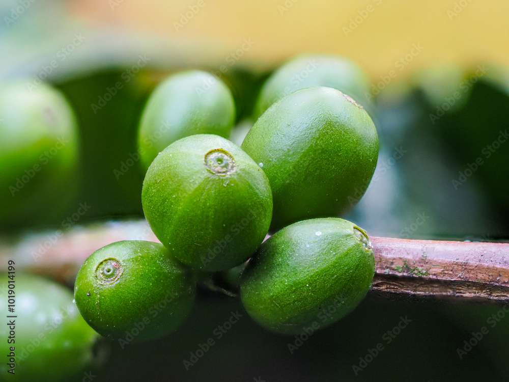 Obraz premium Fresh green coffee fruits