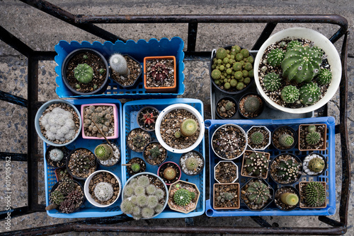 A cart with a variety of small cactus plants for sale in Bangk photo