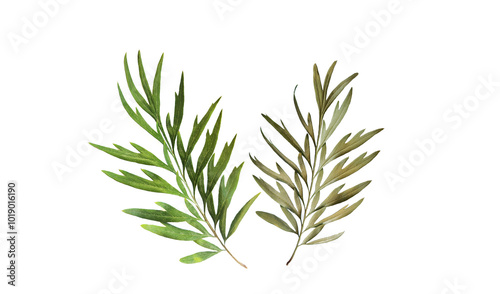 Leaves of the southern silky oak (Grevillea robusta) isolated on white background photo