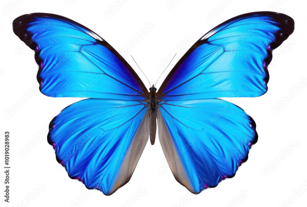 PNG Butterfly animal insect invertebrate. PNG Butterfly animal insect invertebrate.