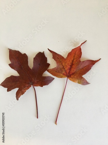 Folhas 1
