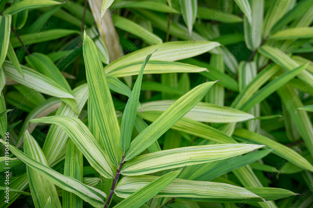 Fototapeta premium Close-up of bamboo leaves outdoors. 