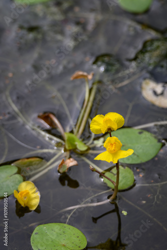 Southern bubble and yellow flower floating water plant.
 photo