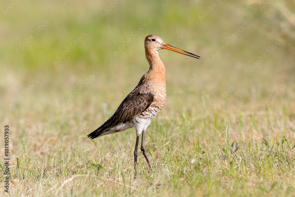 Obraz premium red billed hornbill