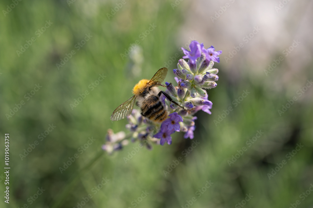 A bee pollinates a lavender flower.
A bee pollinates a lavender flower.