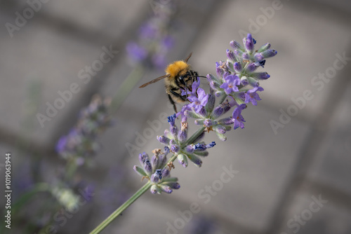 A bee pollinates a lavender flower.
 photo