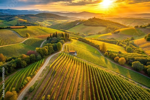 Aerial view of Tuscan vineyard during golden hour