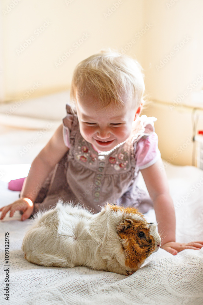 A cheerful child playing with a cuddly guinea pig on a soft bed in bright daylight A cheerful child playing with a cuddly guinea pig on a soft bed in bright daylight
