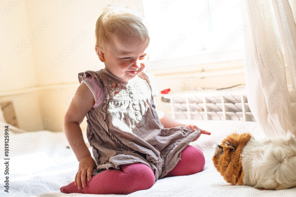 Toddler enjoys playful interaction with a guinea pig in a sunlit room during daytime Toddler enjoys playful interaction with a guinea pig in a sunlit room during daytime