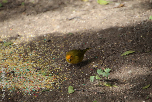 ave canário da terra - Sicalis flaveola photo