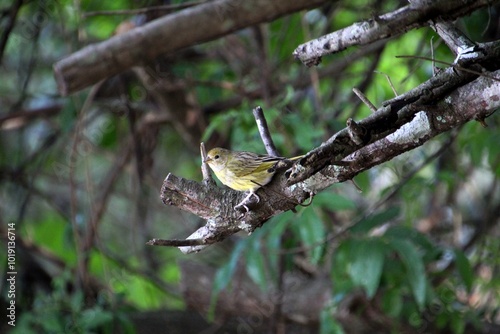 ave canário da terra - Sicalis flaveola