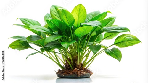 Anubias aquarium plant isolated on white background with shallow depth of field