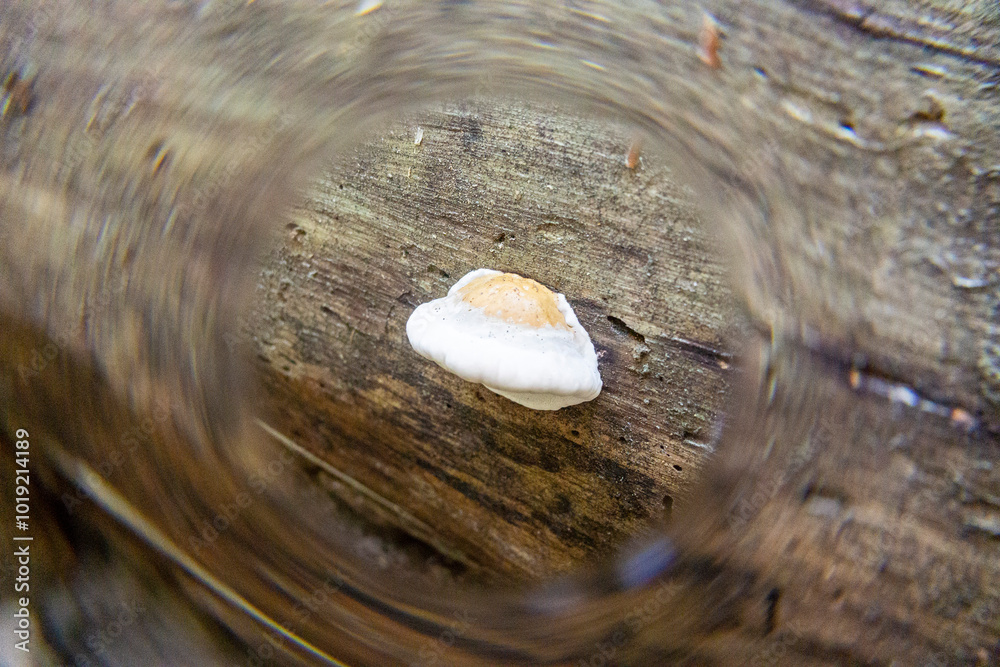 Obraz premium Tree fungus