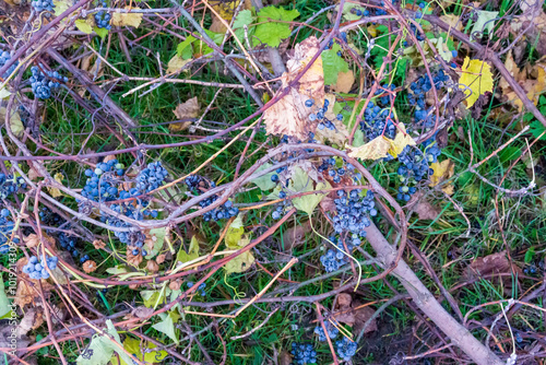Obraz na płótnie Wild grapes
