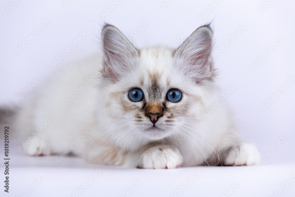 Sacred Birman kitten seal tabby point color, birma Cat isolated on a white background, studio photo
