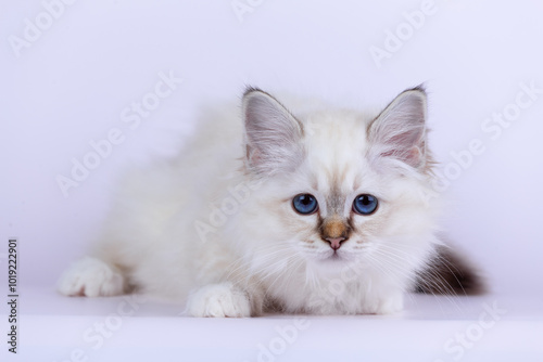 Sacred Birman kitten seal tabby point color, birma Cat isolated on a white background, studio photo