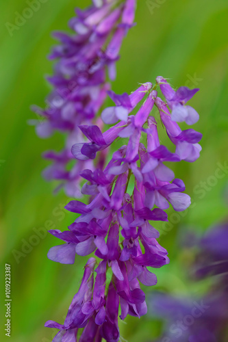 close up of purple cow vetch flowers photo