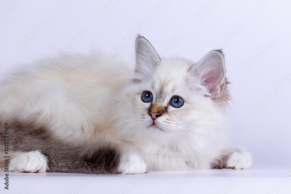 Sacred Birman kitten seal tabby point color, birma Cat isolated on a white background, studio photo Sacred Birman kitten seal tabby point color, birma Cat isolated on a white background, studio photo