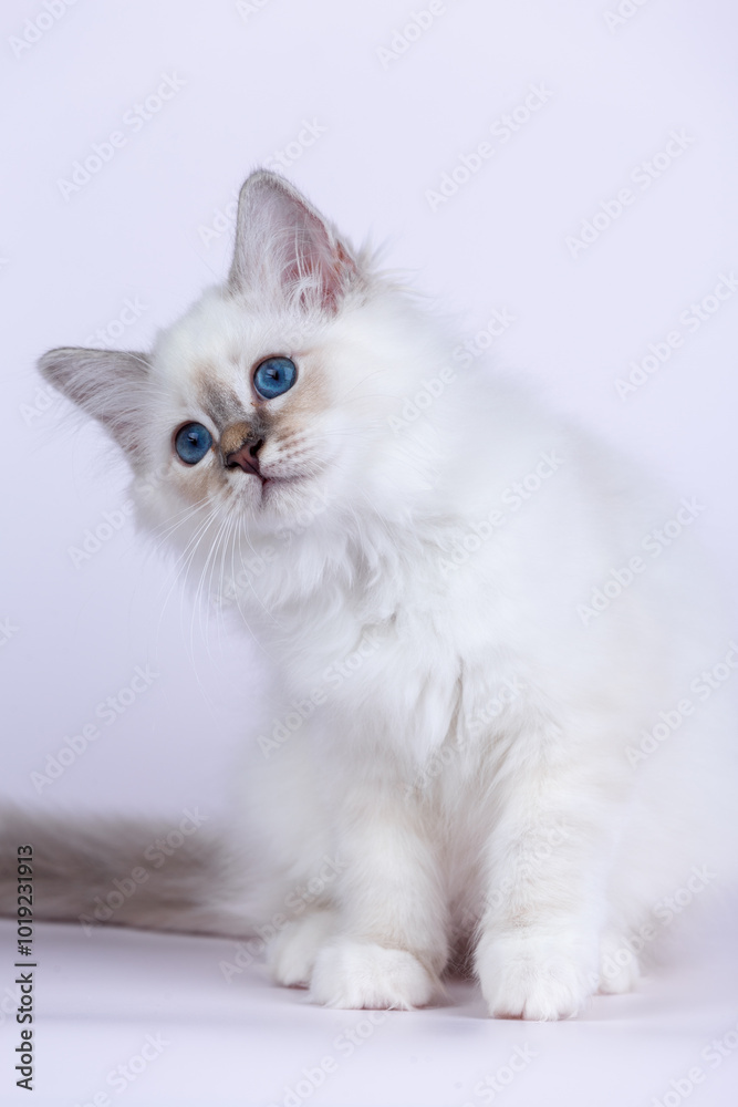 Sacred Birman kitten seal tabby point color, birma Cat isolated on a white background, studio photo Sacred Birman kitten seal tabby point color, birma Cat isolated on a white background, studio photo