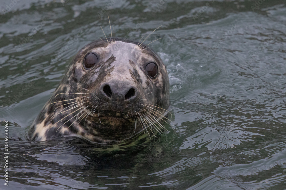 Fototapeta premium Harbour Seal in the Sea, Pittenweem, Scotland