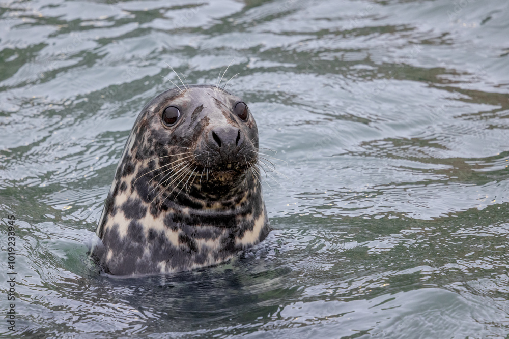 Obraz premium Harbour Seal in the Sea, Pittenweem, Scotland