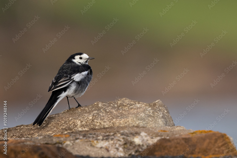 Obraz premium Pied Wagtail on a Rock, Pittenweem, Scotland
