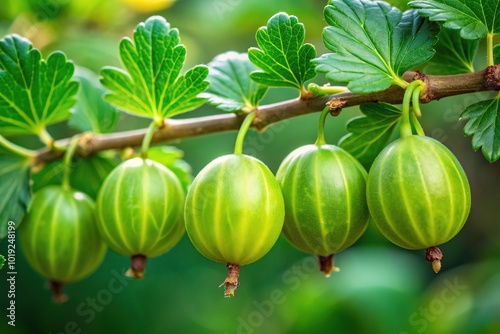 Vibrant green star gooseberry fruit with ridged, five-angled skin and soft, juicy pulp, growing on a branch with dark green, oval-shaped leaves. photo