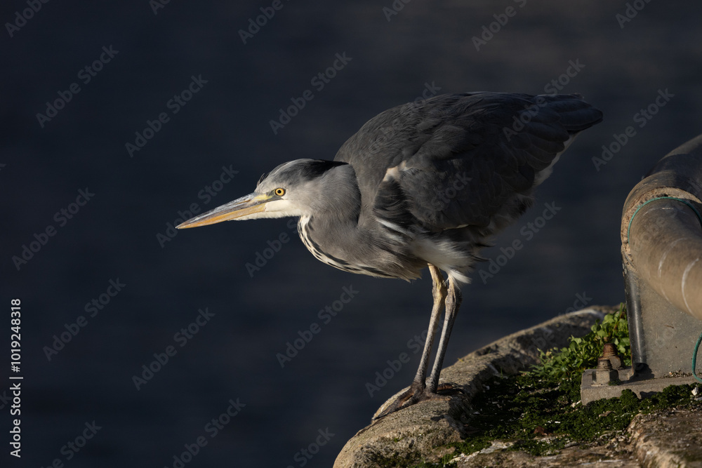 Obraz premium Heron, Pittenweem Harbour, Scotland