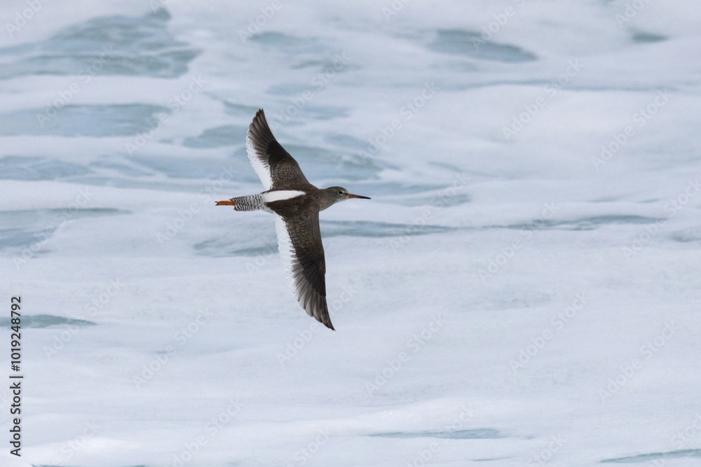 Sanderling in Flight, Orkney, Scotland Sanderling in Flight, Orkney, Scotland