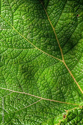 wallpaper texture in high resolution with close view of green leaf with lines and grids of the plant full of life and very vivid color